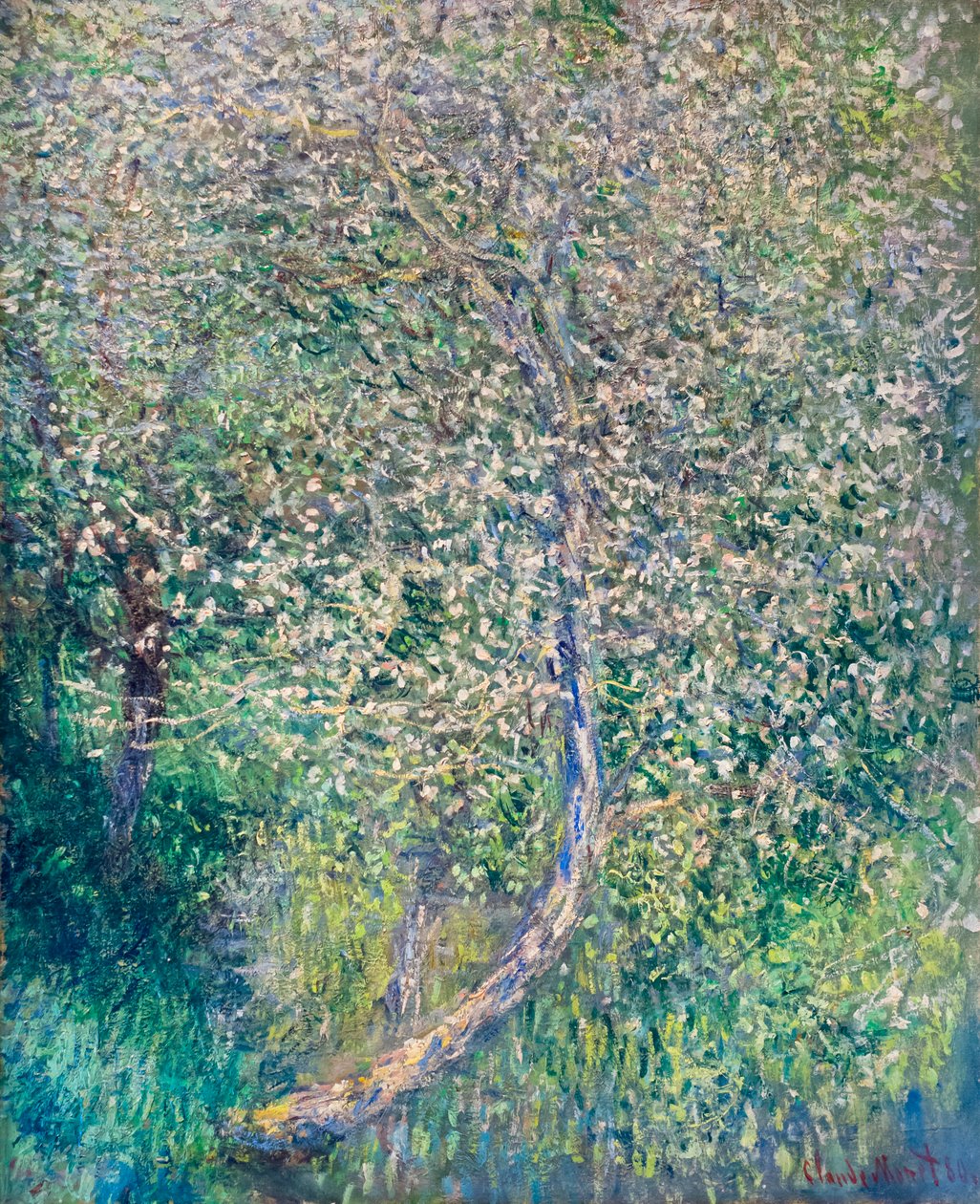 Pommiers en fleurs au bord de l