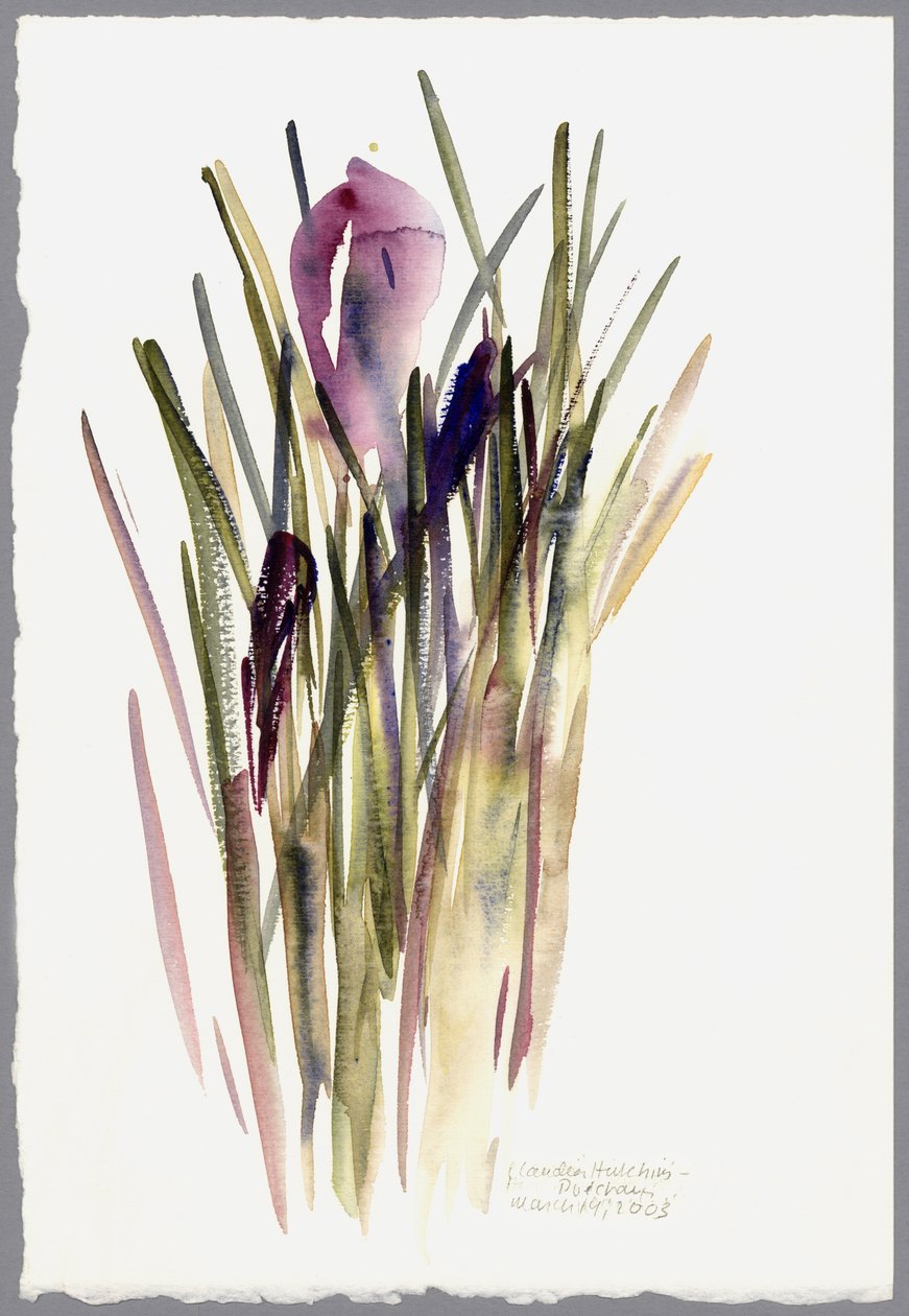 Crocus, 2003 - Claudia Hutchins Puechavy