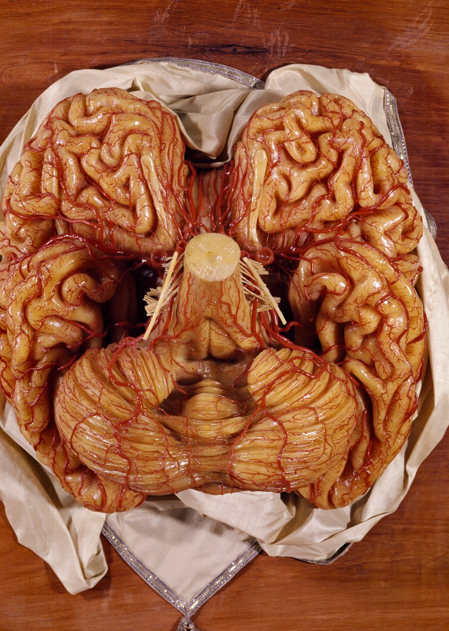 Modèle de cerveau (cire) - Clemente Susini
