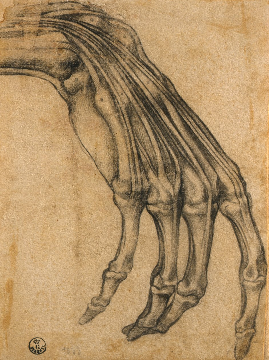 Étude anatomique d