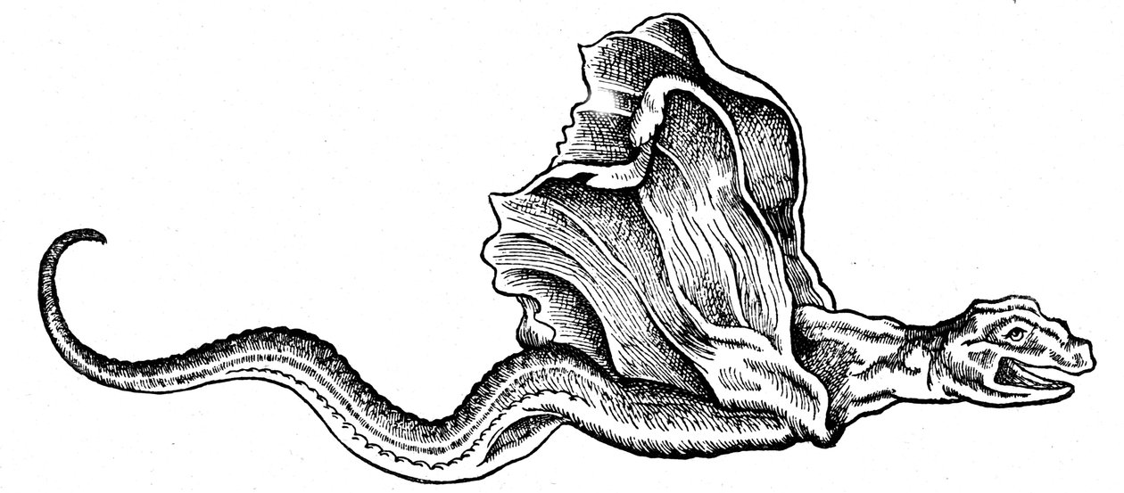 Un basilic - Conrad (after) Gesner
