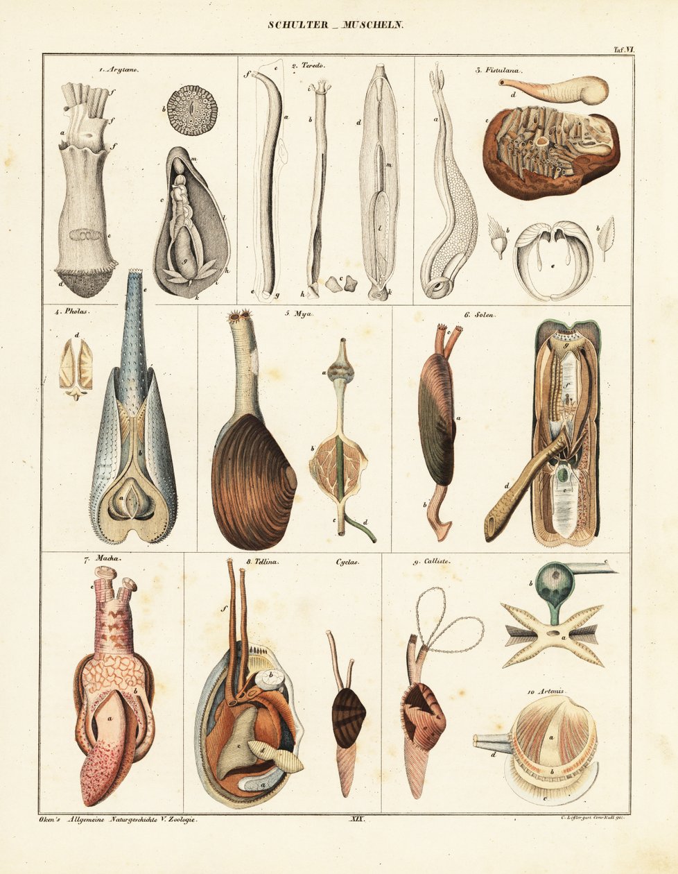 Anatomie des mollusques bivalves (lithographie) - Conrad Kull