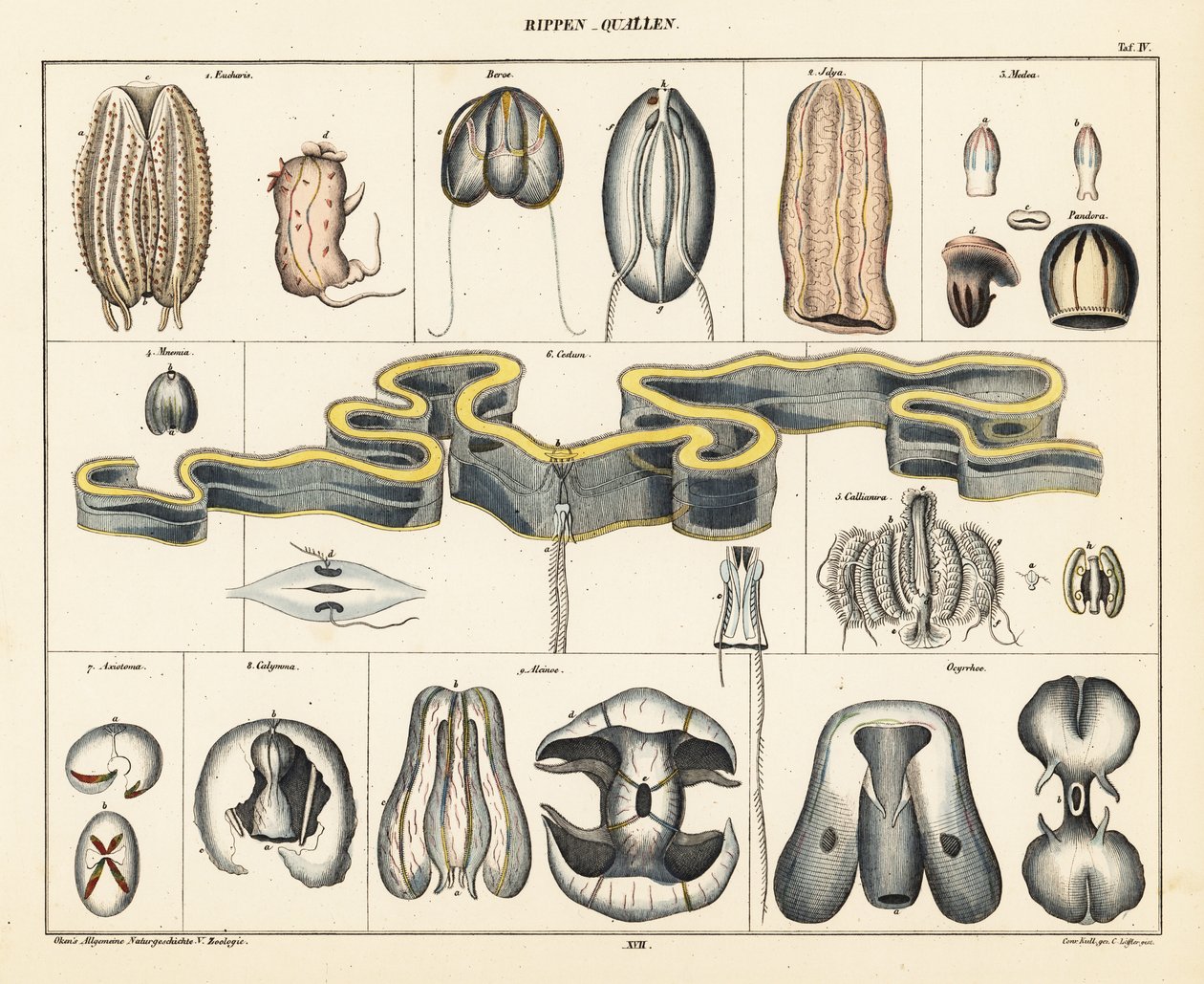Anatomie des espèces de méduses - Conrad Kull