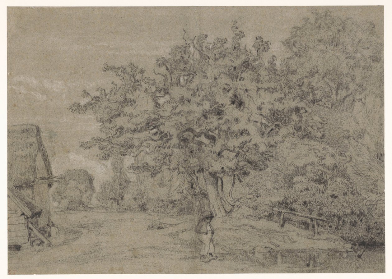 Vieil arbre près d