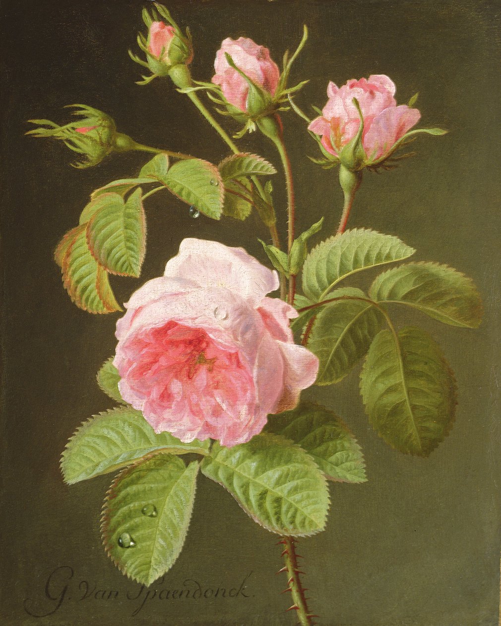 Une Branche de Roses - Cornelis van Spaendonck