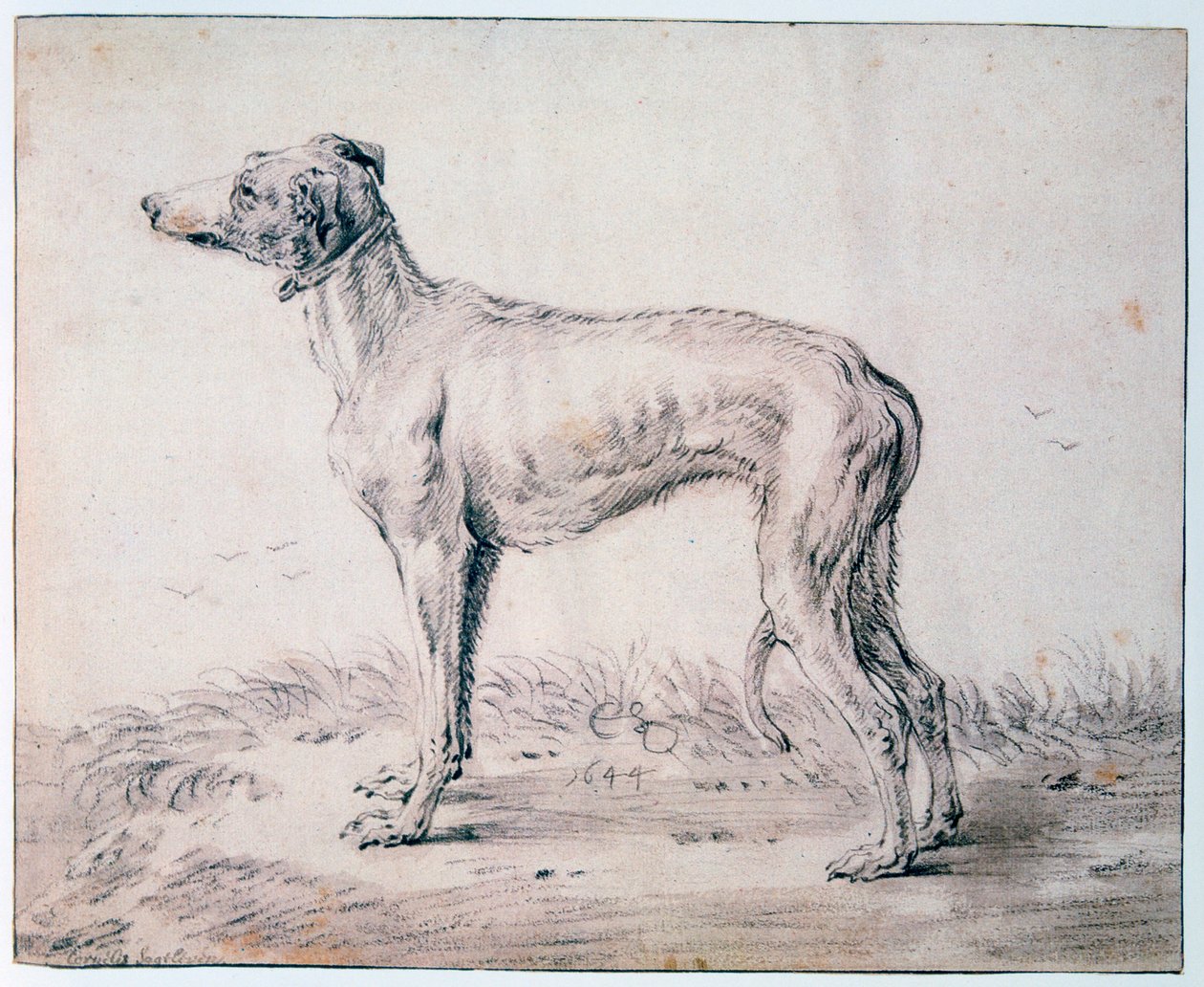 Lévrier, 1644 - Cornelis Saftleven