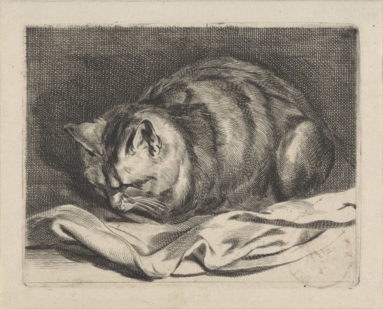 Petit chat - Cornelis Visscher (II)