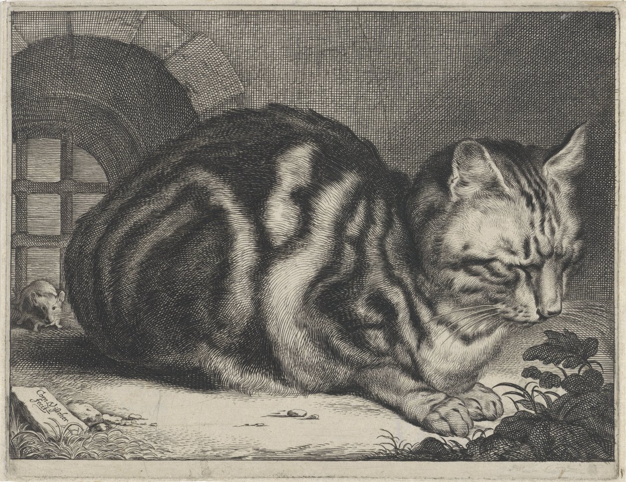 Le grand chat - Cornelis Visscher (II)