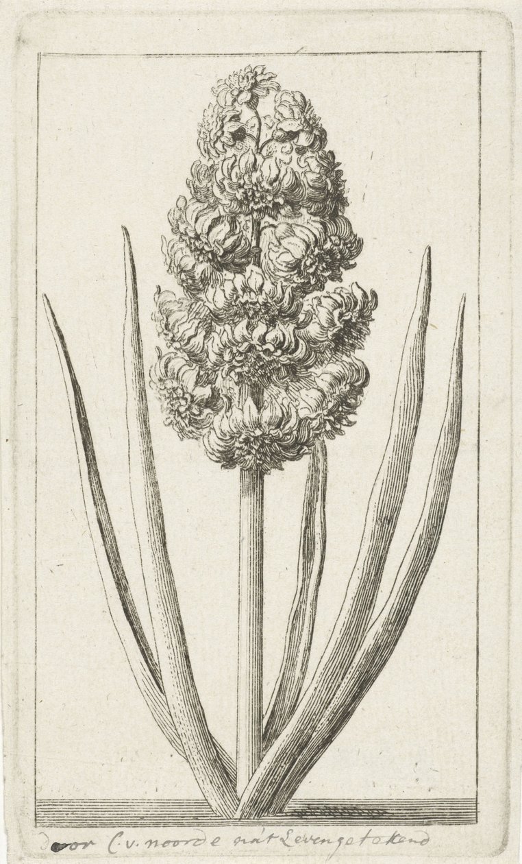 Hyacinthe - Cornelis van Noorde