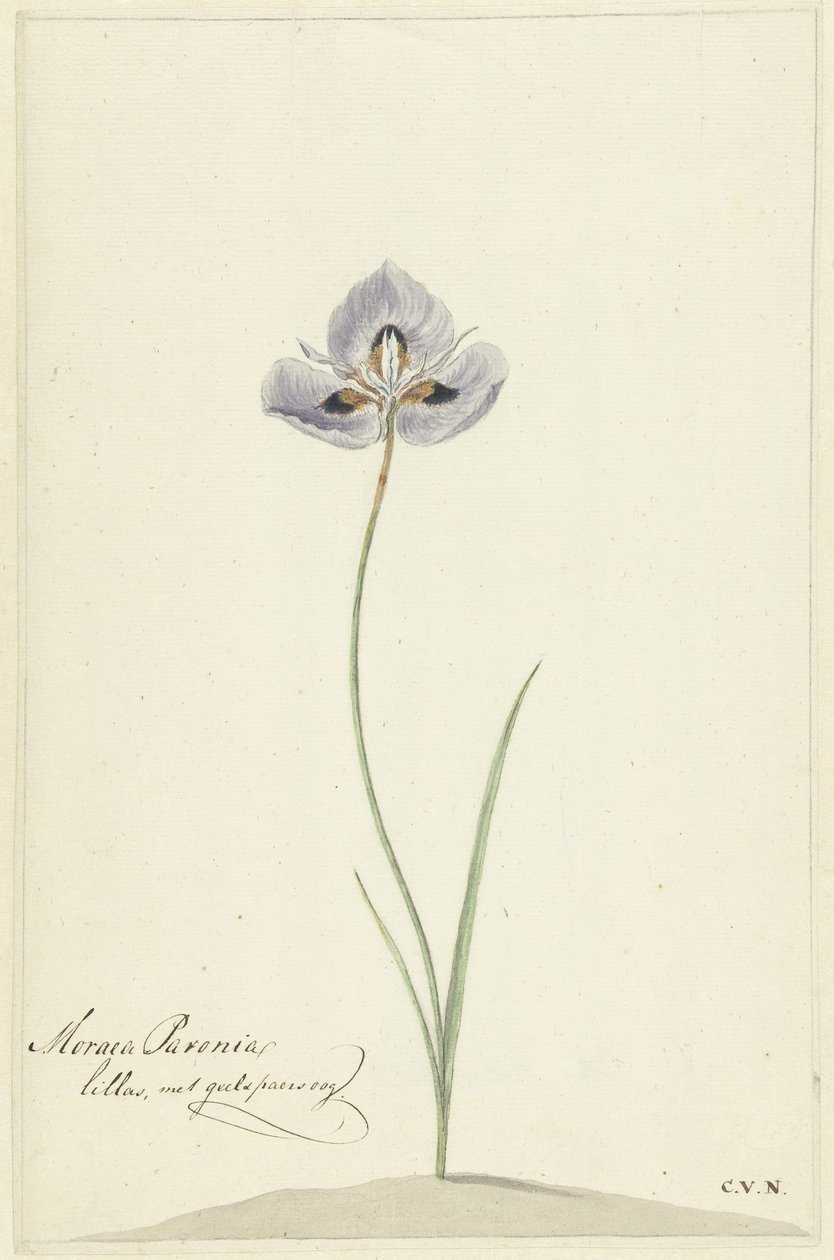 Iris - Cornelis van Noorde
