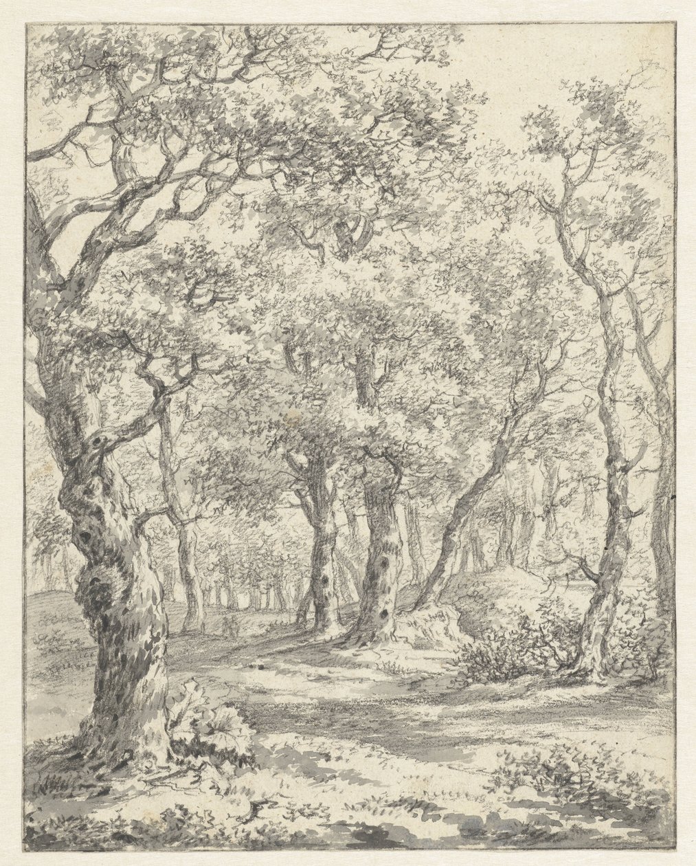 Paysage forestier - Couwenhoven