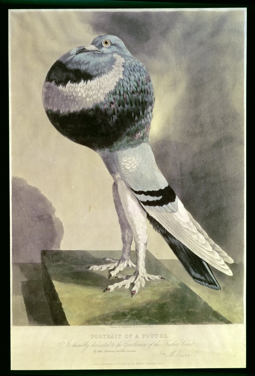 Portrait de pigeon culbutant - D. Wolsenholme