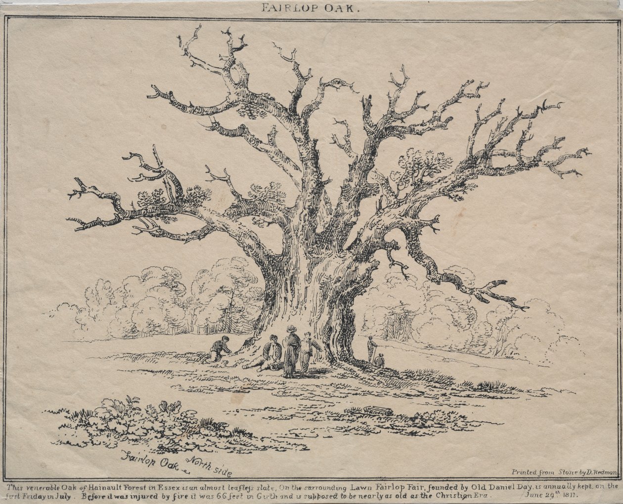 Fairlop Oak - D. H. Redman