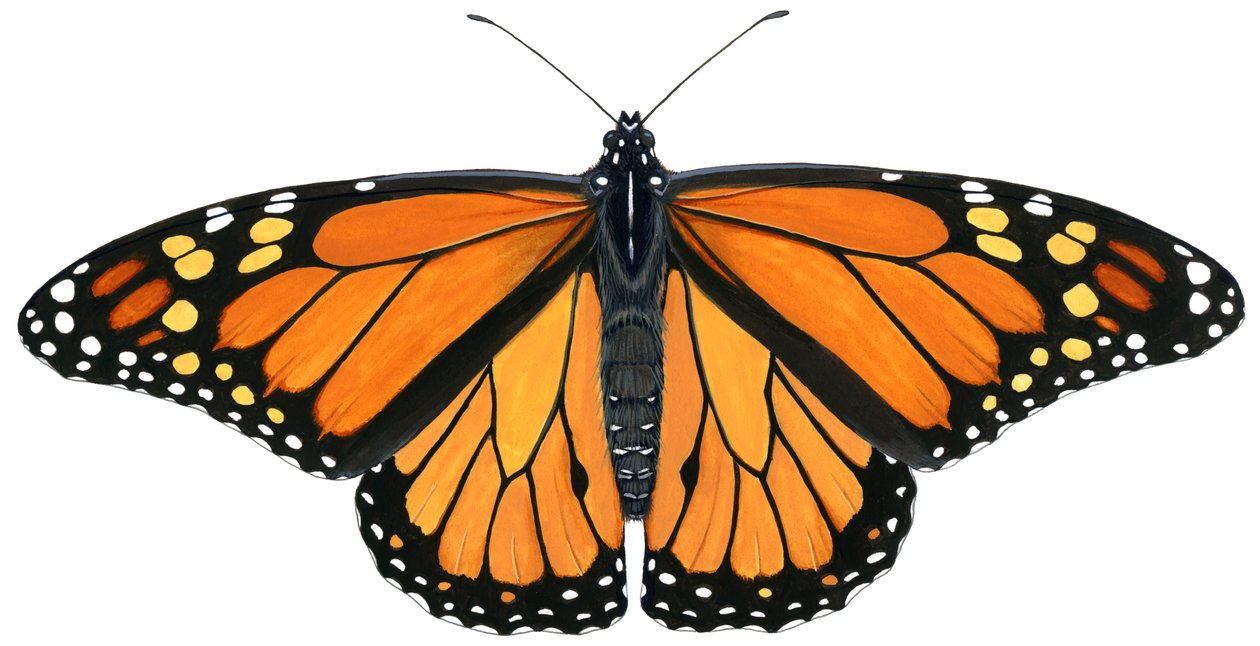 Papillon monarque - Damstra Emily