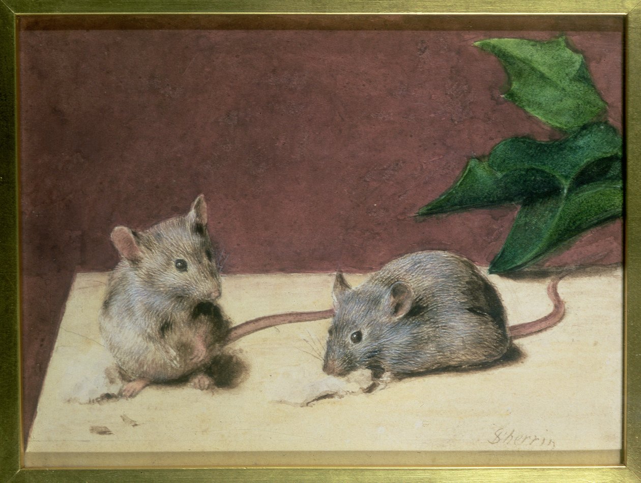 Deux souris mangeant du fromage - Daniel Sherrin