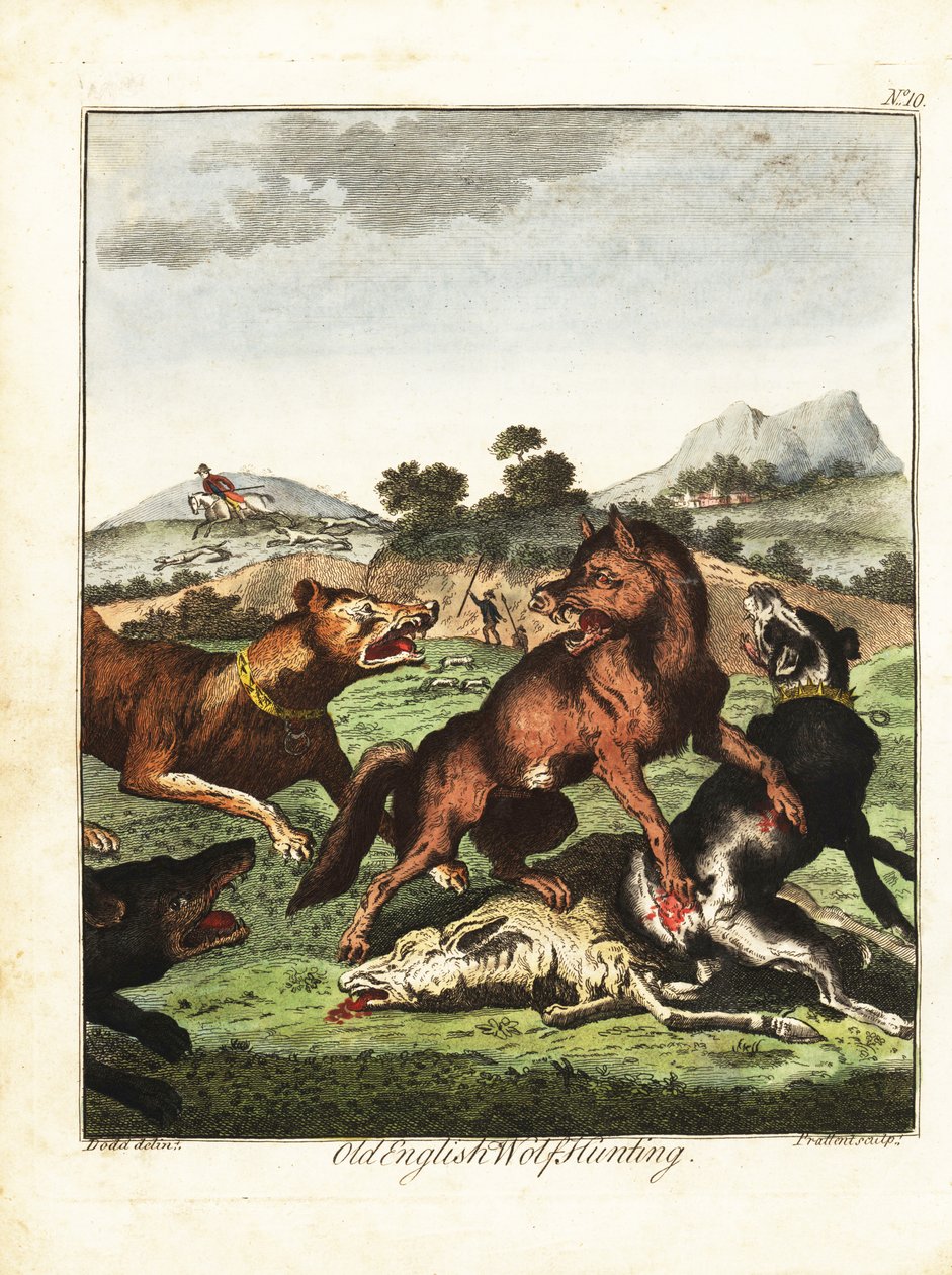 Chasse au loup à l