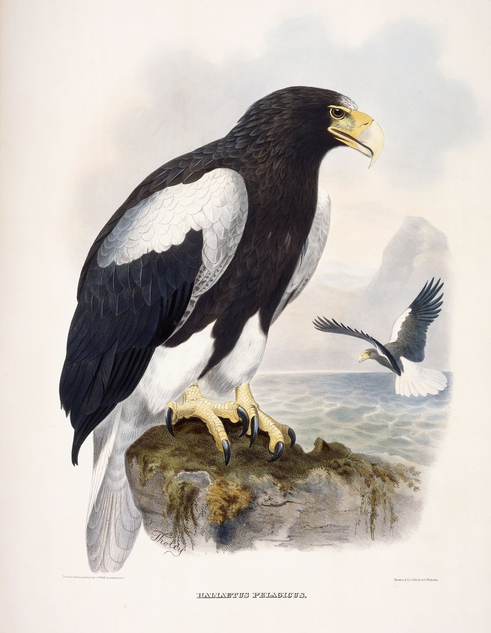 Haliaetus Pelagicus - Daniel Girard Elliot