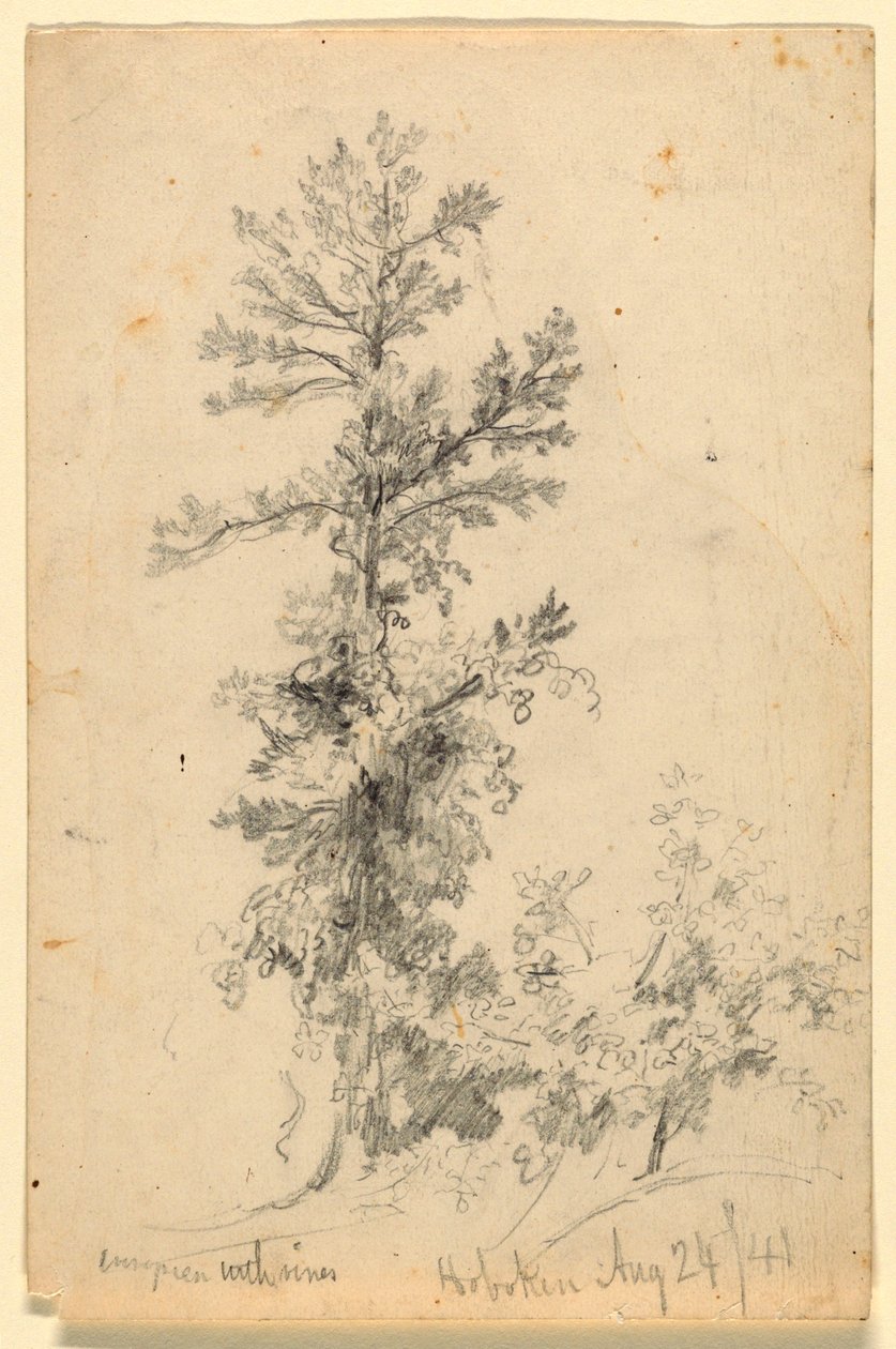 Arbre à feuilles persistantes avec des vignes, Hoboken - Daniel Huntington