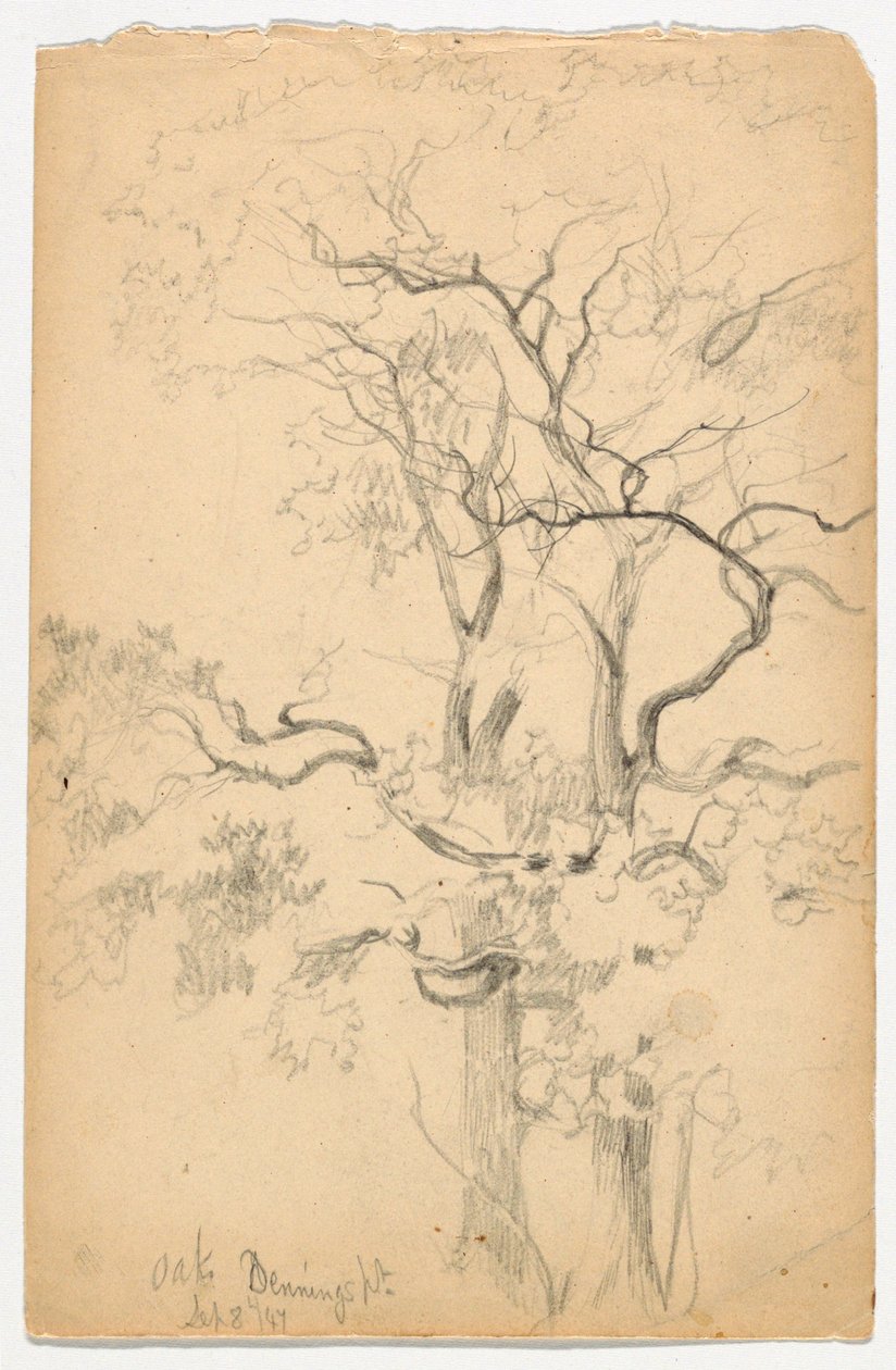Étude de chênes à Dennings Point - Daniel Huntington