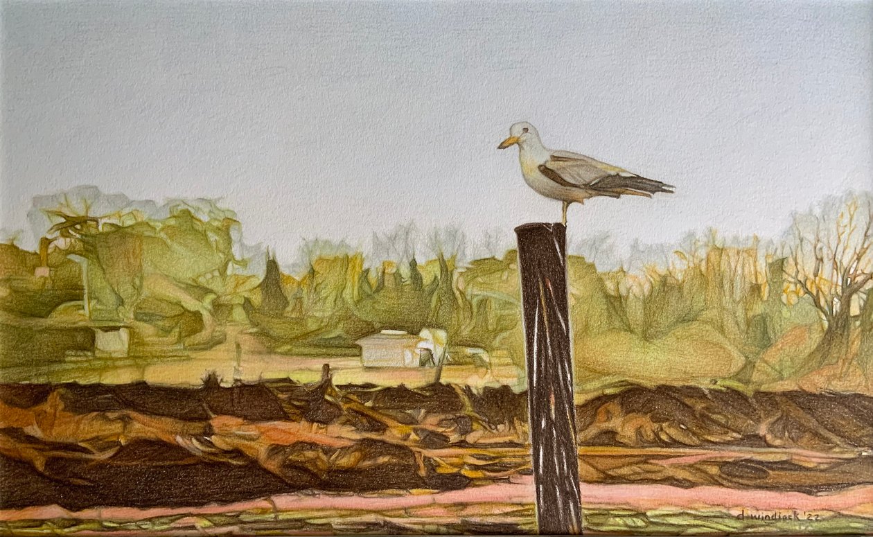 Mouette solitaire, 2022 - Darrell Windjack