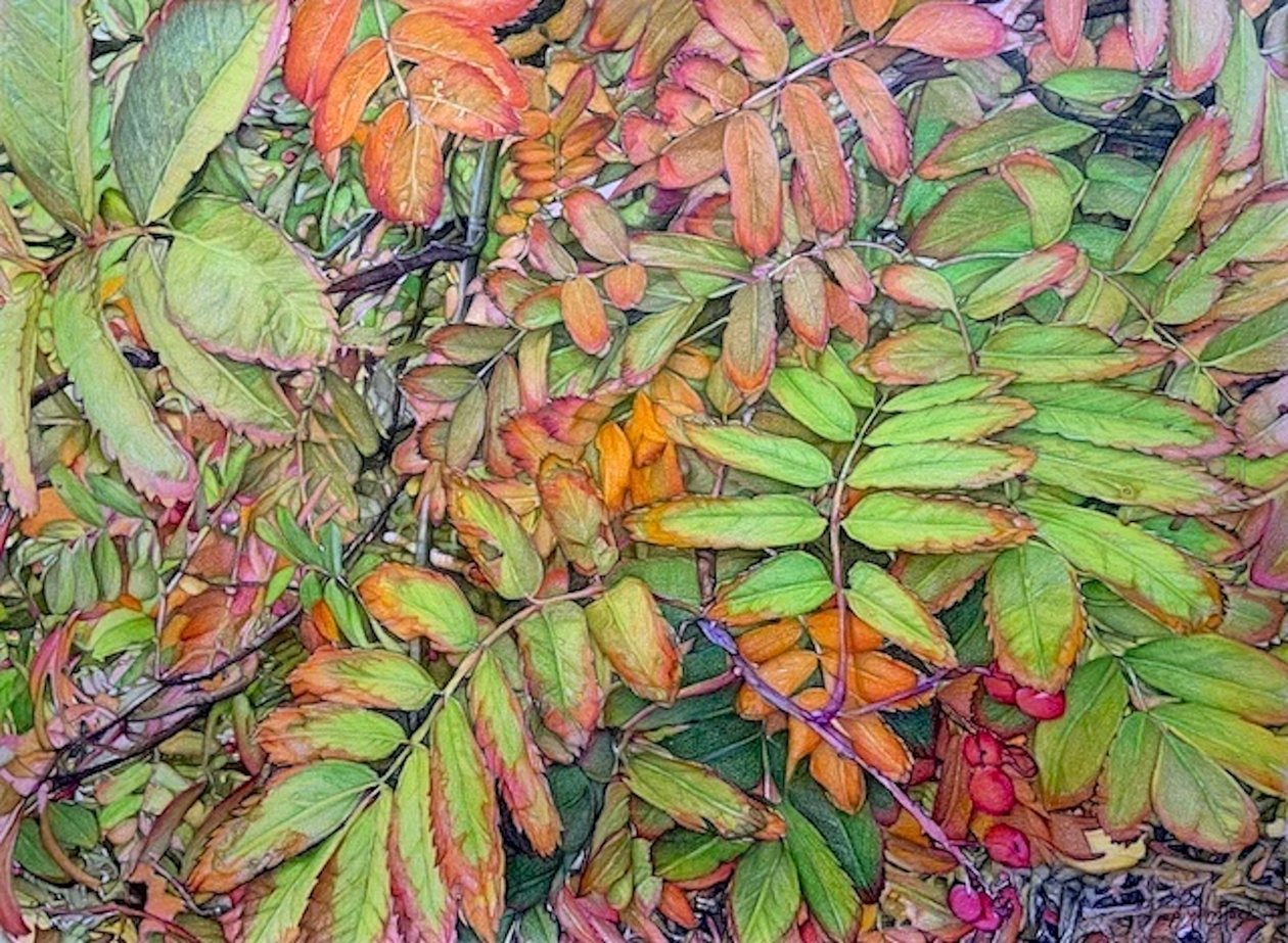 Transition, 2024 (crayon sur papier) - Darrell Windjack