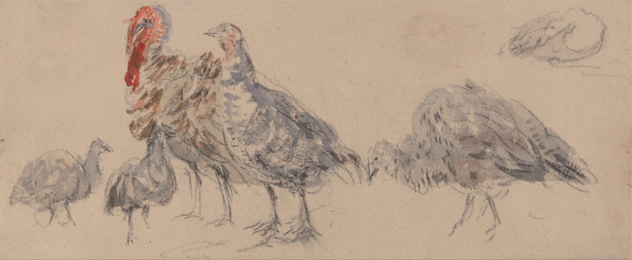 Étude de dindons - David Cox