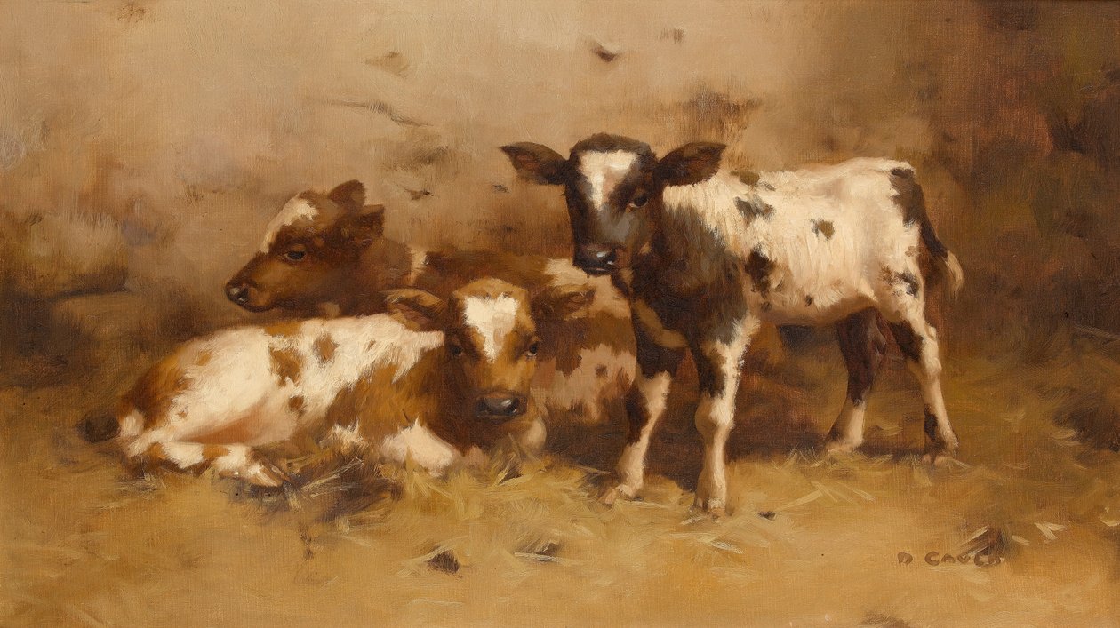 Trois veaux dans une grange - David Gauld