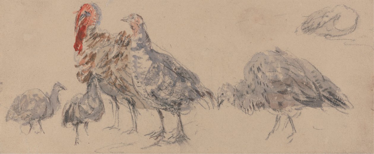 Étude de dindes - David Cox