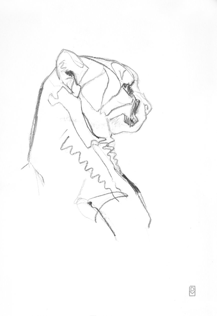 Guépard, 2014 - David Mayer