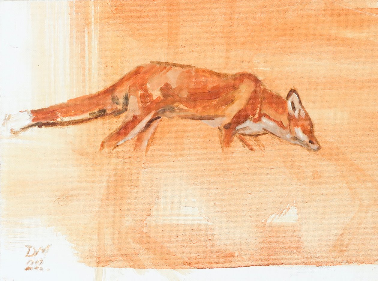 Renard roux, 2022 - David Mayer
