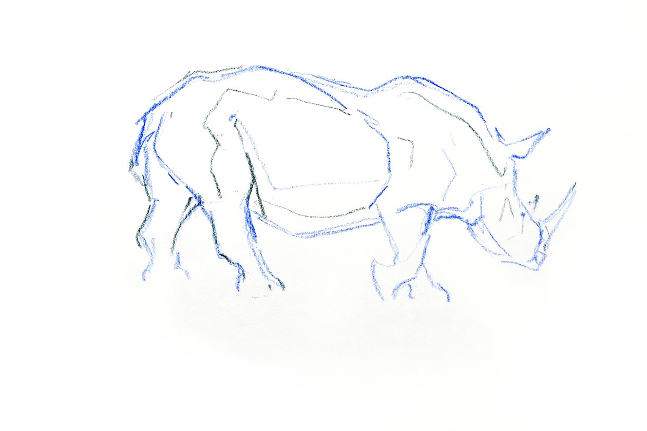 Rhinocéros blanc - David Mayer
