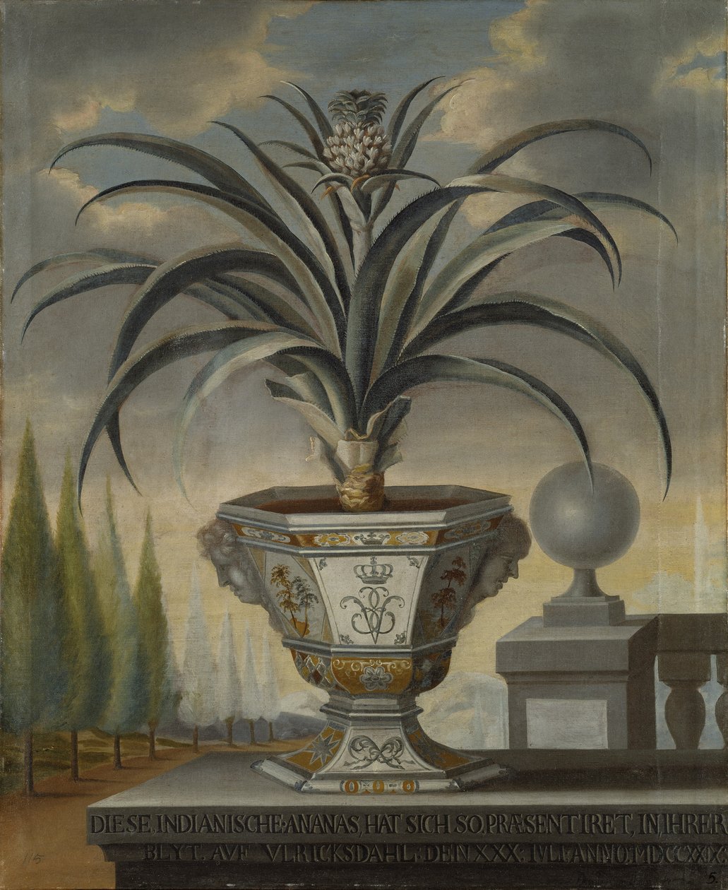 Plante d