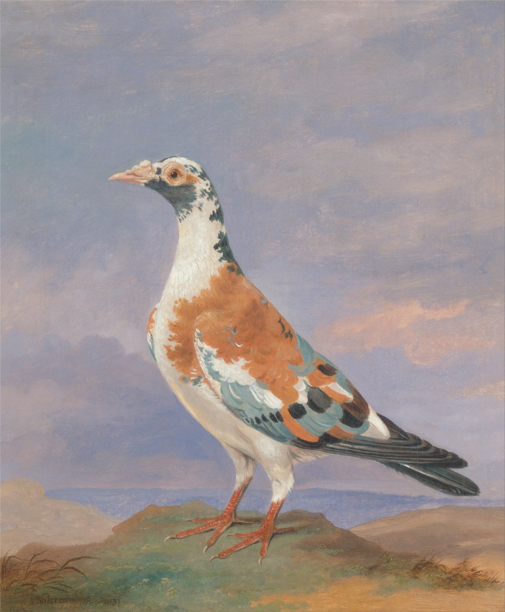 Études de pigeon voyageur - Dean Wolstenholme