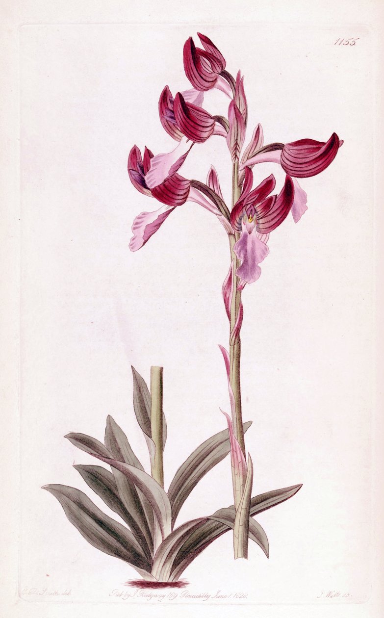 Illustration d
