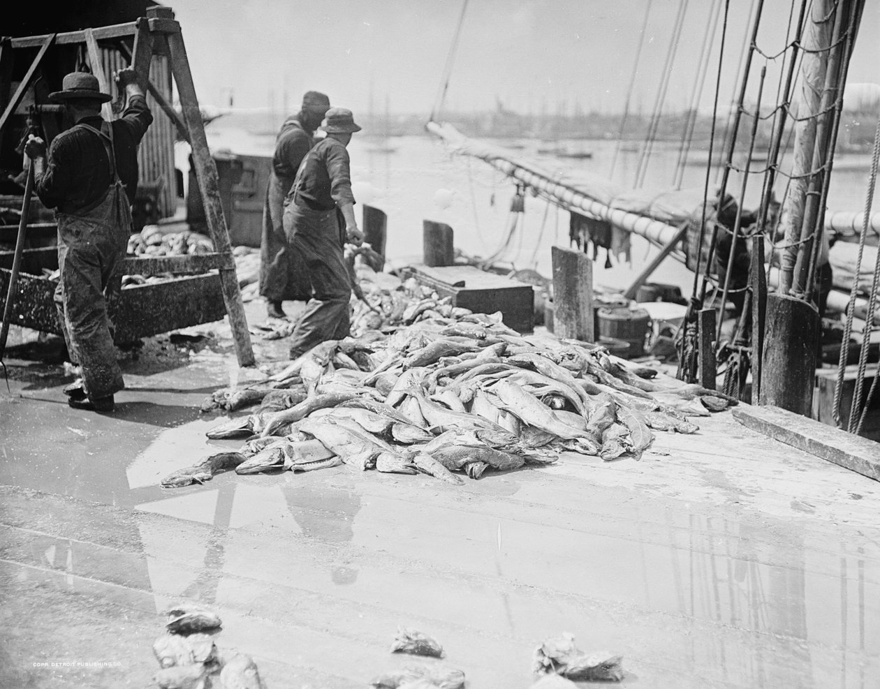 Déchargement de la morue de Gorton, Gloucester, Massachusetts, vers 1905 - Detroit Publishing Co.