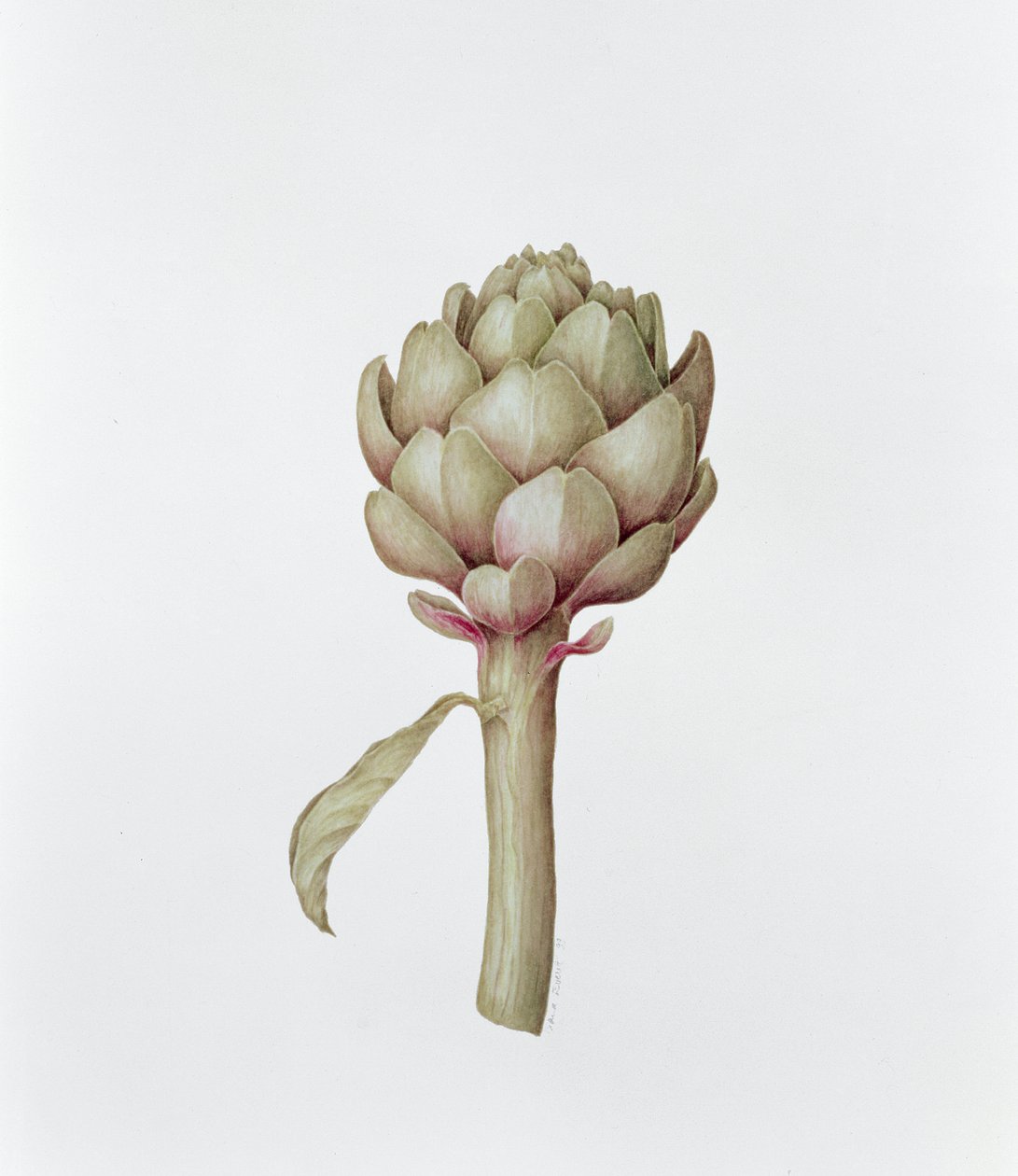 Artichaut, 1999 - Diana Everett