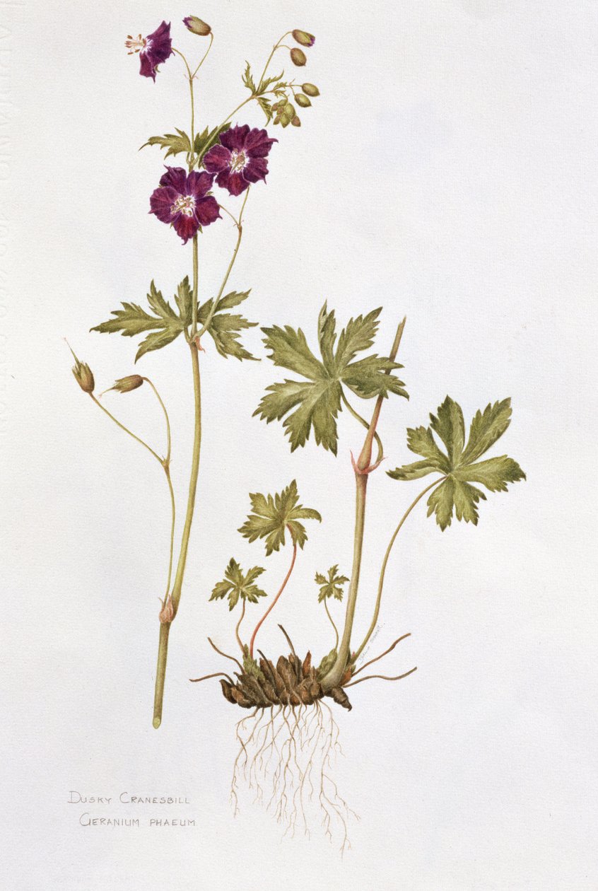 Géranium sombre - Diana Everett