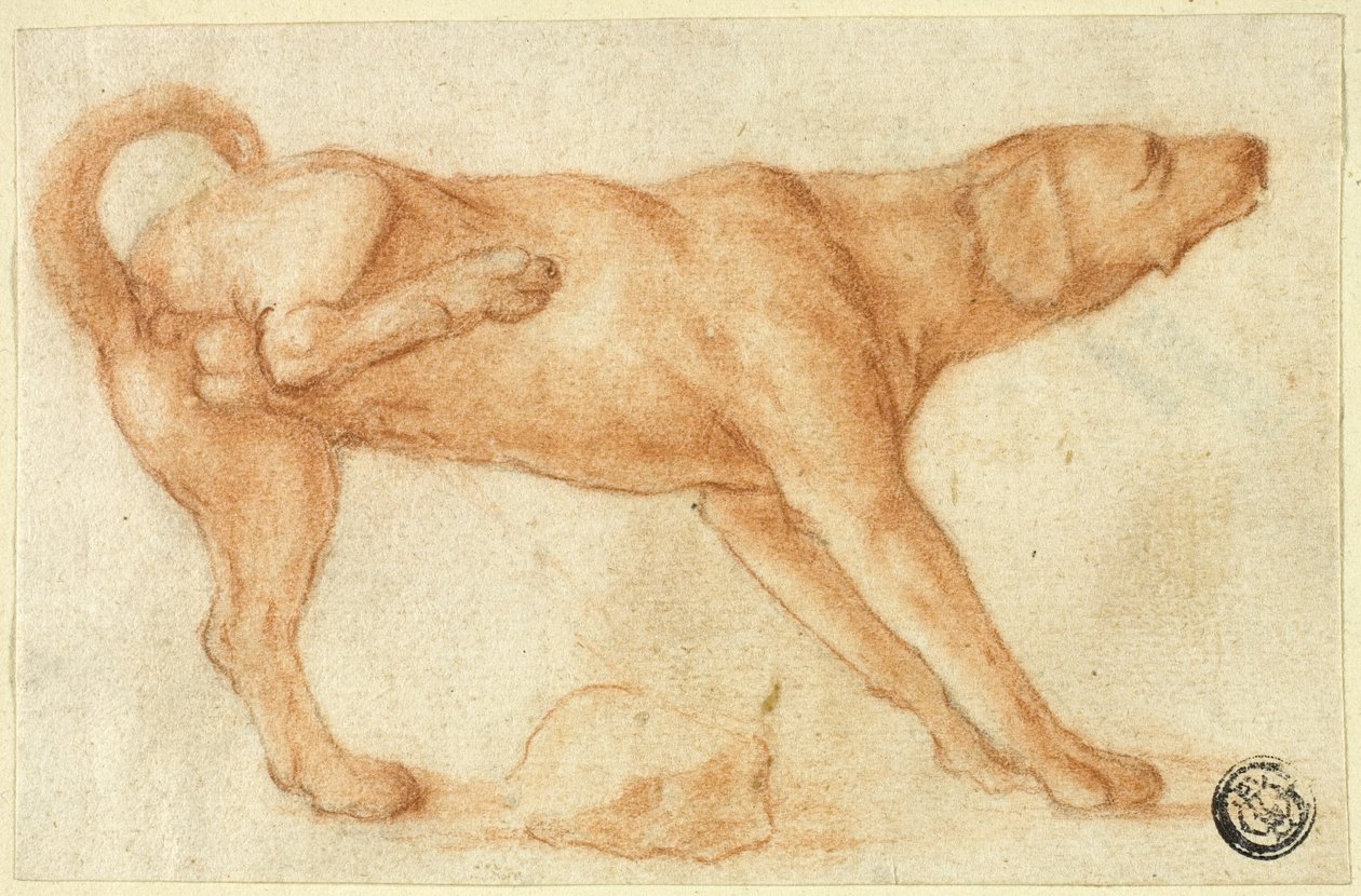Chien urinant sur un rocher - Dirk Valkenburg