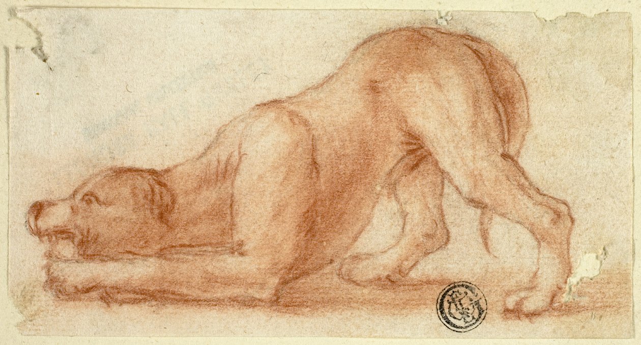 Chien à fourrure qui saute - Dirk Valkenburg