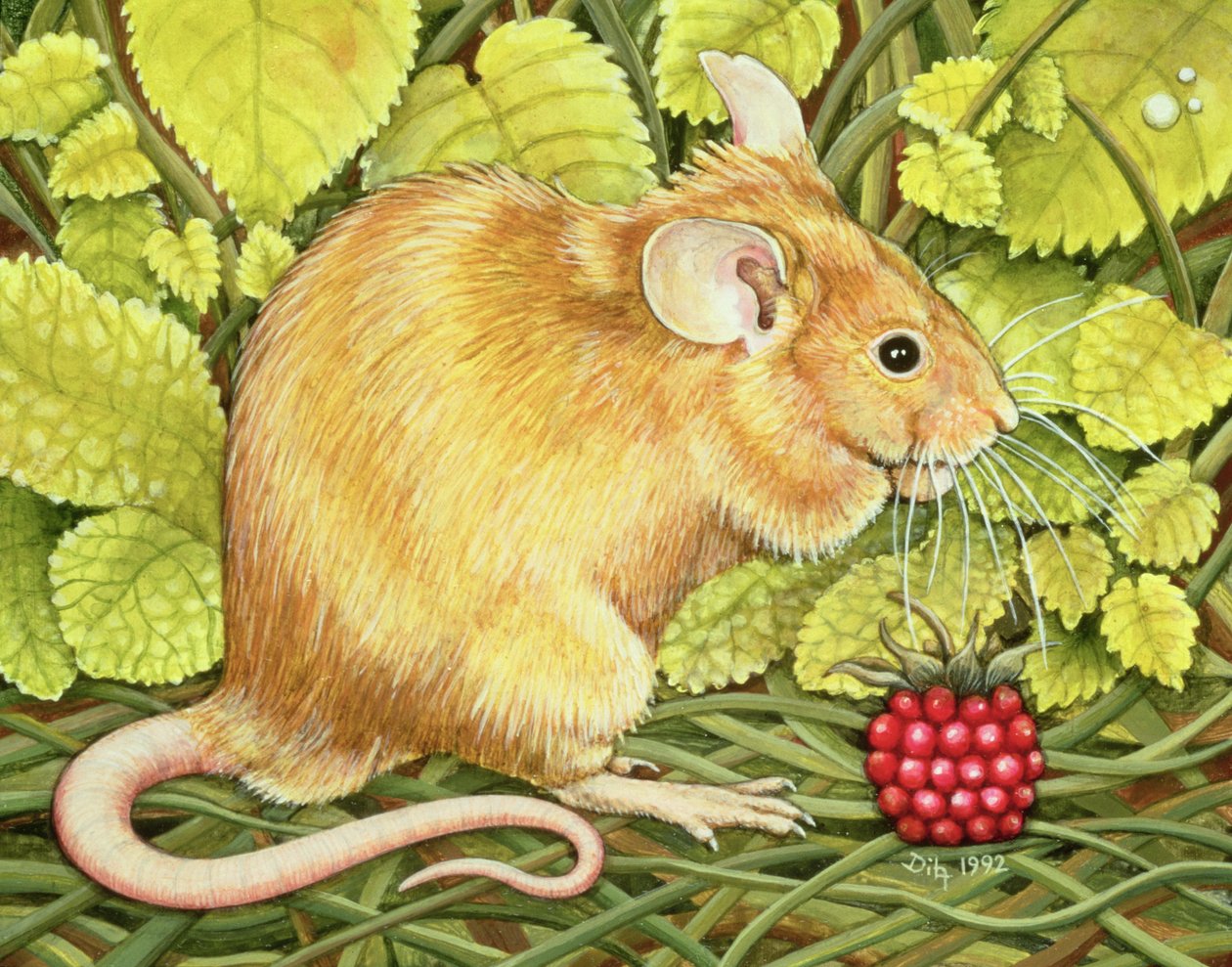 La Souris Framboise - Ditz