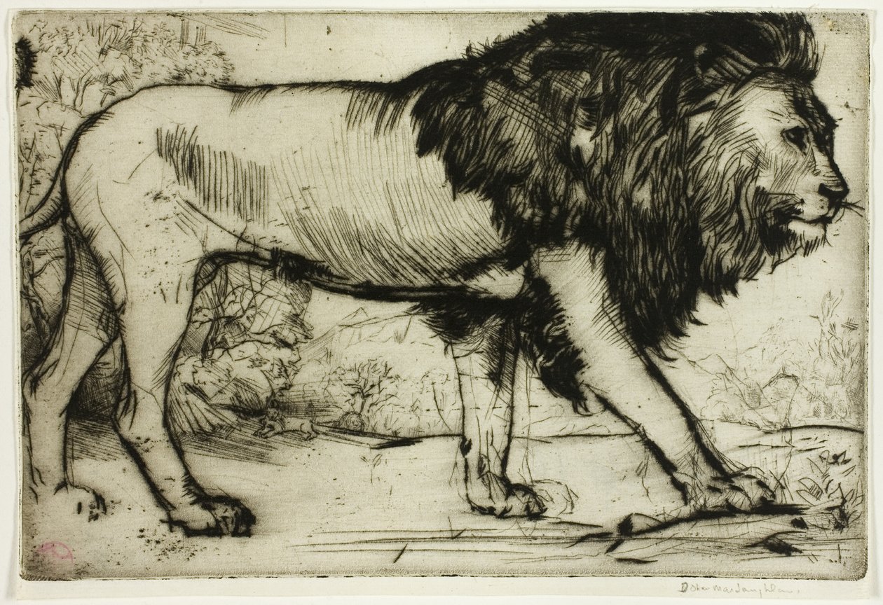Un lion - Donald Shaw MacLaughlan