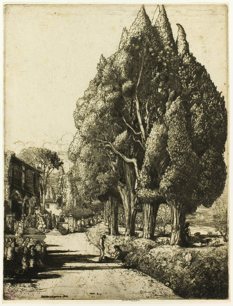 Le bosquet de cyprès - Donald Shaw MacLaughlan