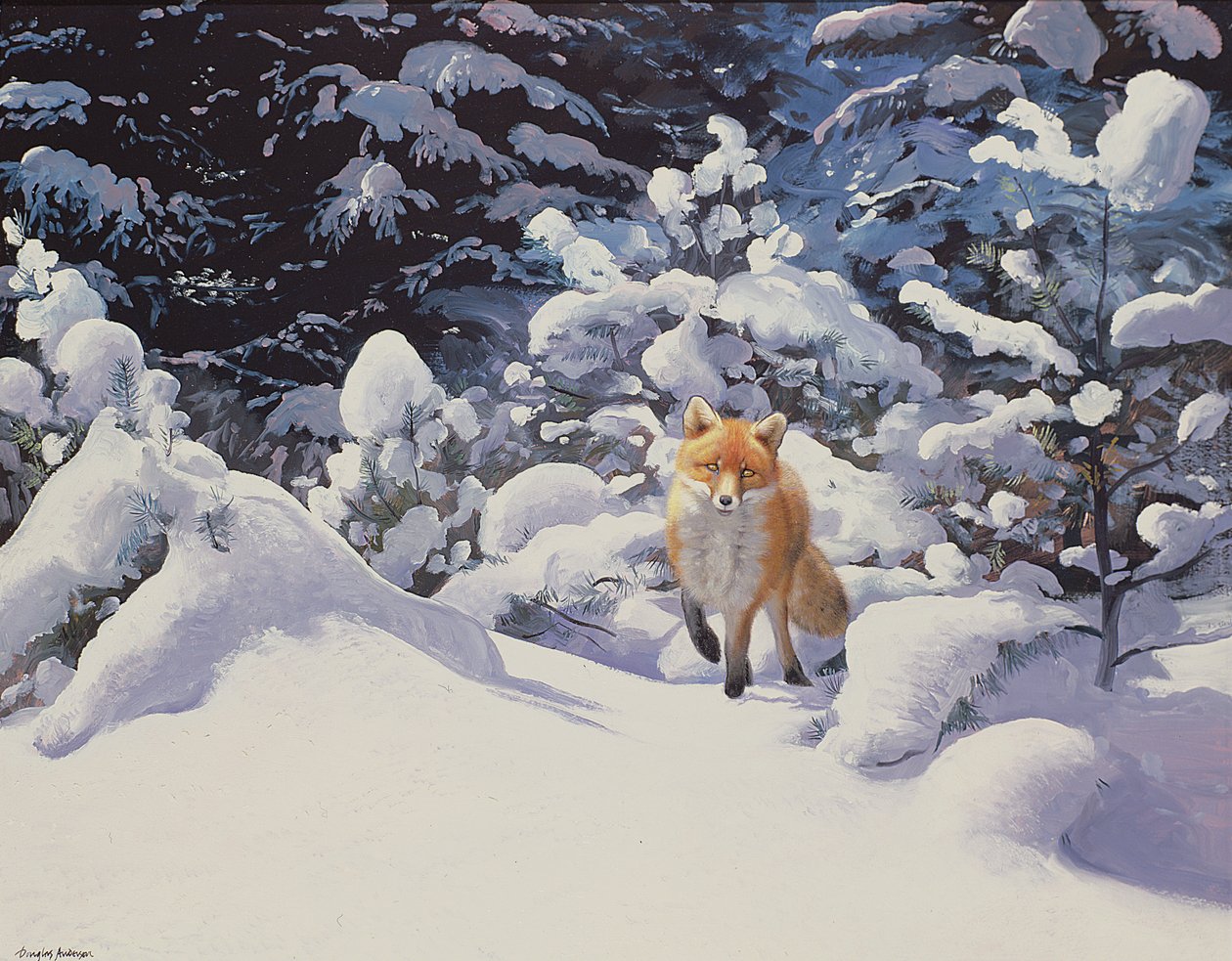 Renard dans la neige profonde avec des sapins - Douglas Anderson