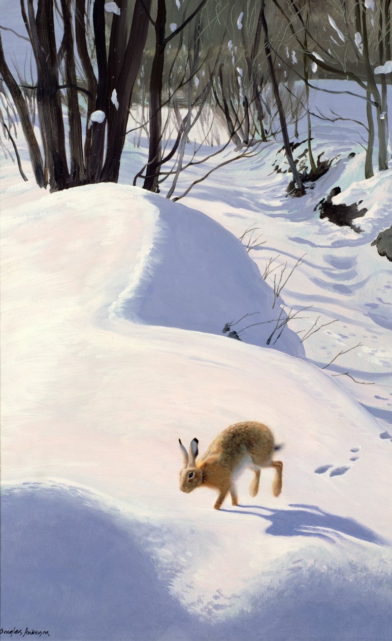 Lièvre dans la neige - Douglas Anderson