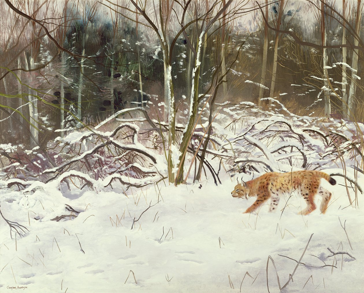 Le lynx et le lièvre - Douglas Anderson