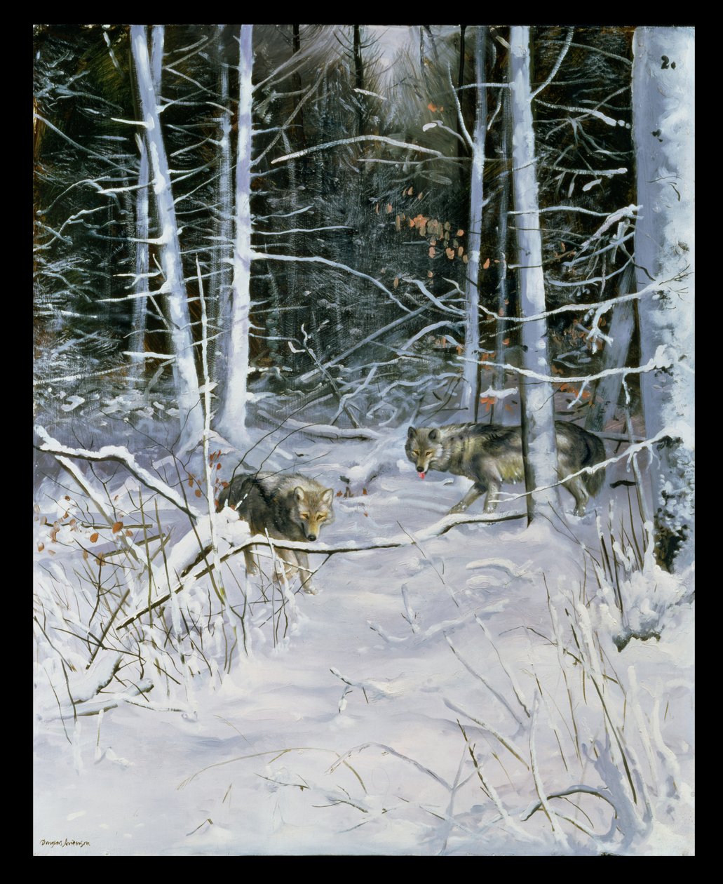 Loups dans une forêt enneigée - Douglas Anderson
