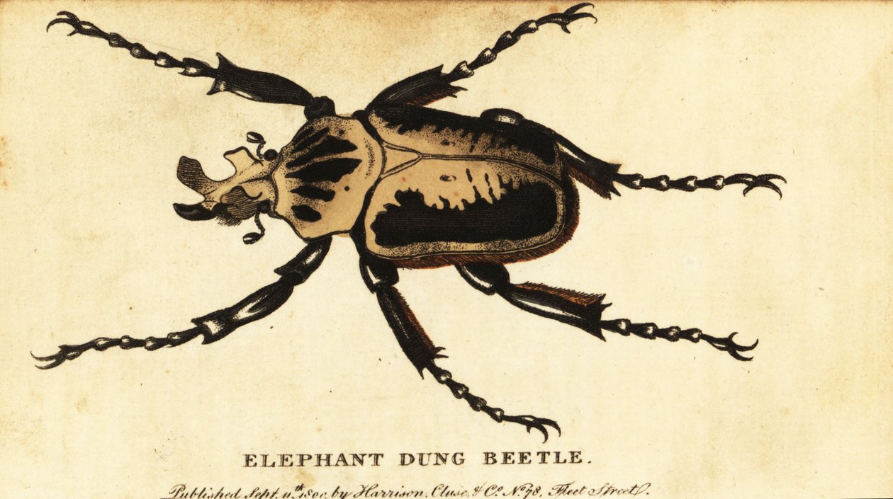 Goliath royal, Goliathus regius (gravure) - Dru Drury