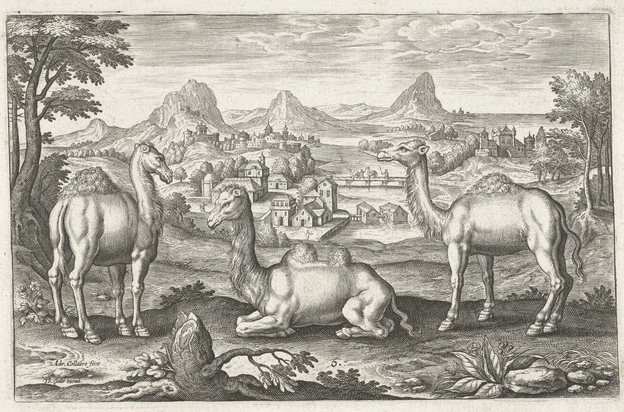 Trois chameaux, gravé par Adriaen Collaert (c. 1560 ? 1618) - Dutch School