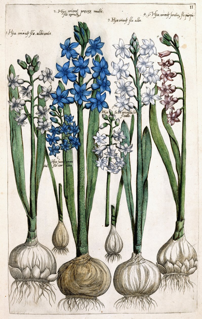 Jacinthes, 1631-1647 - Dutch School