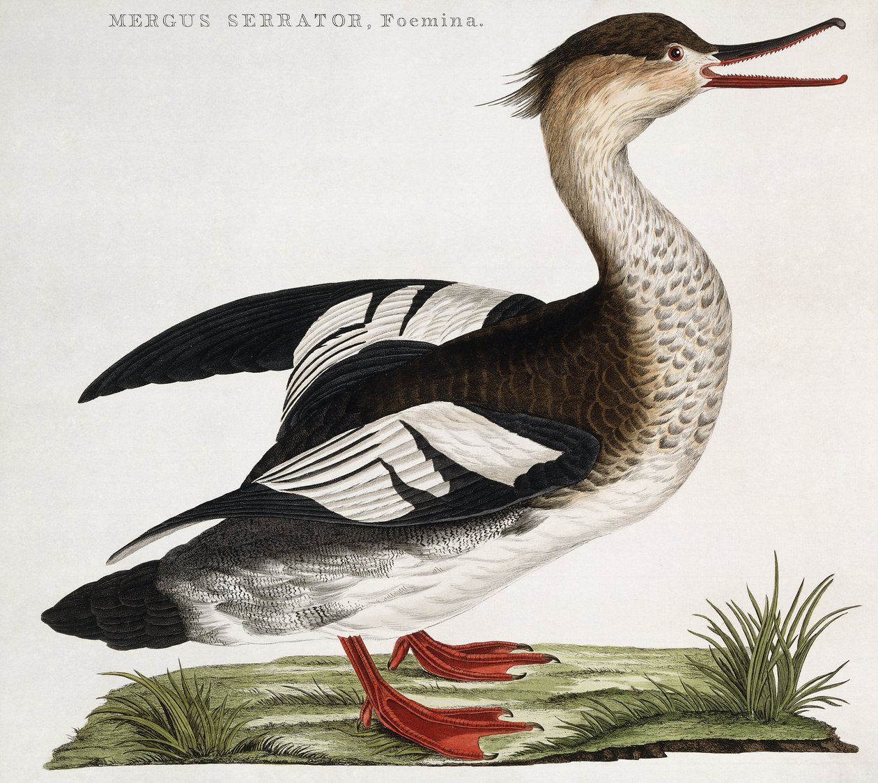 Mergus Serrator, femelle - Dutch School